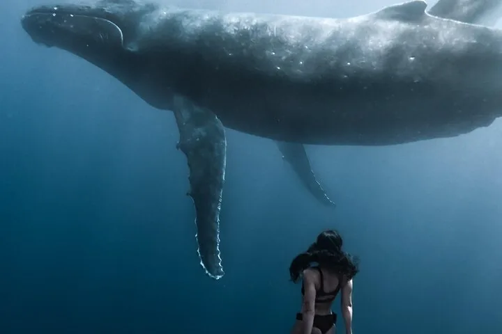 Snorkeler looking up at an adult humpback passing overhead