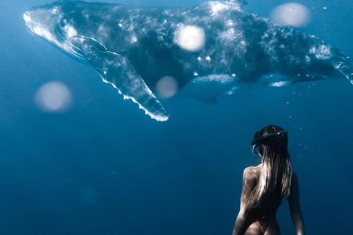 Snorkeler watching a humpback whale swim past in open blue water
