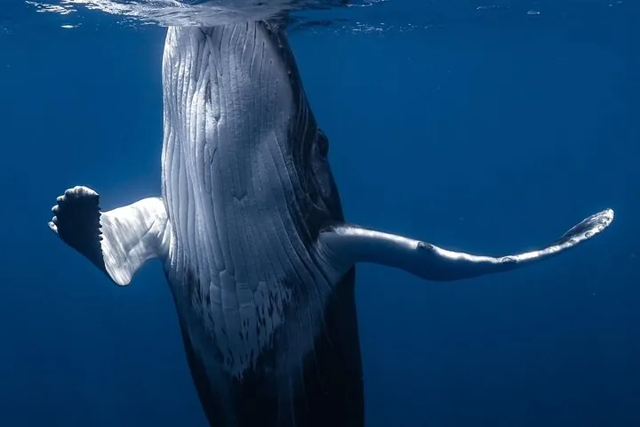 Humpback whale hanging vertically below the surface with both pectoral fins spread
