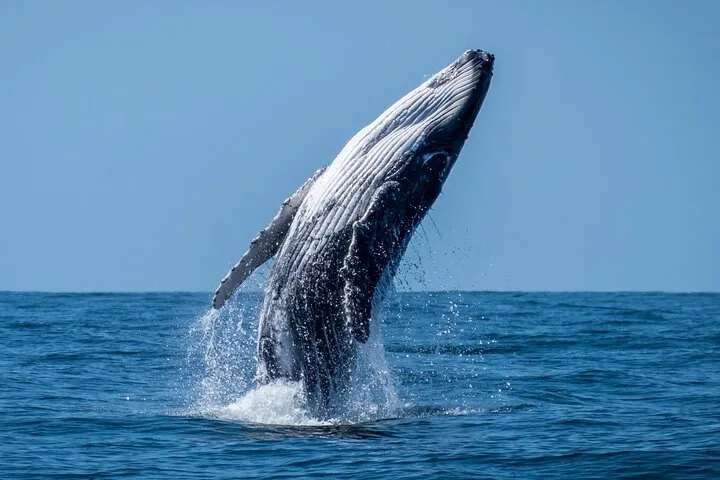 Moorea Whale Watching from the Boat (No Swimming)