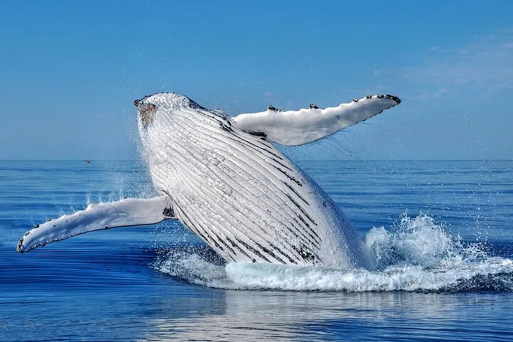 Humpback whale breaching on its back with both pectoral fins spread