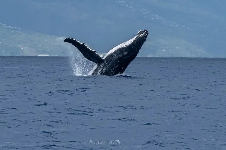 Humpback whale breaching in front of a hazy green island coastline