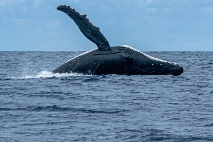 Humpback whale rolling at the surface with one pectoral fin raised