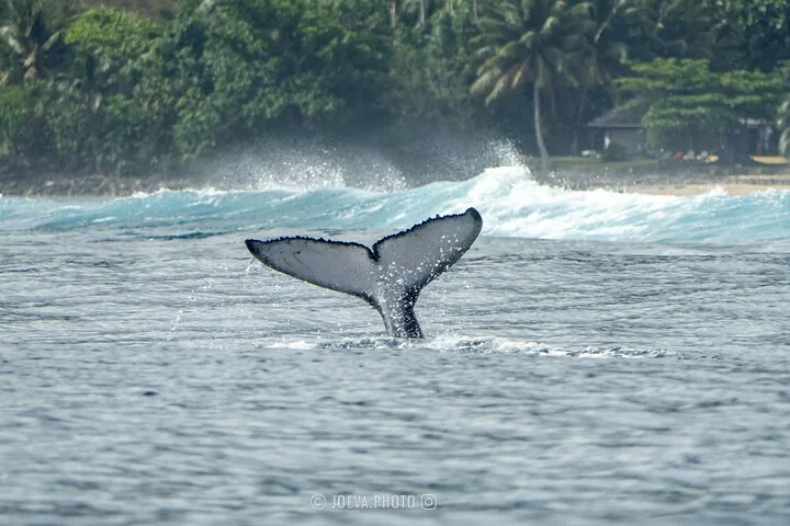 Humpback whale tail lifting near a palm-lined shore and a breaking reef wave